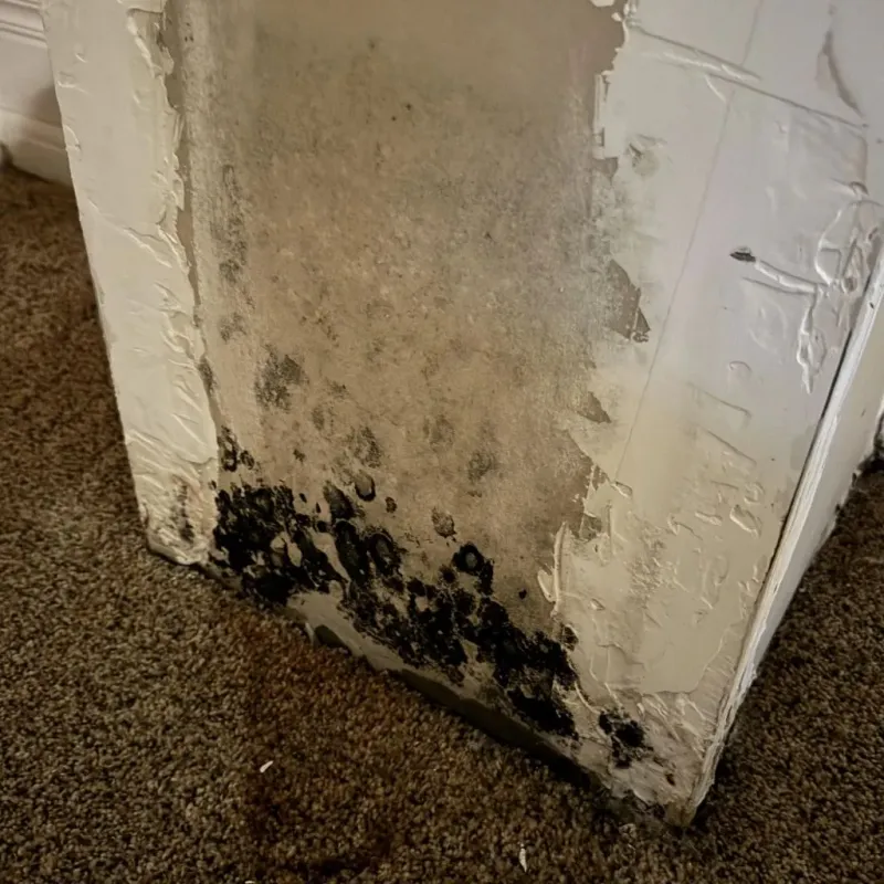 Professional Mold Removal in Ponca, NE